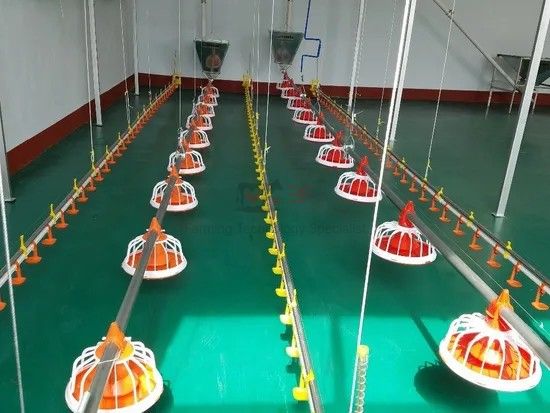 Automatic Poultry Nipple Drinker System and Pan Feeder Sysytem for Broilers