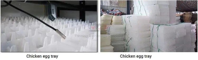 Volaille &eacute; Levage Poulets Couveuse Automatique