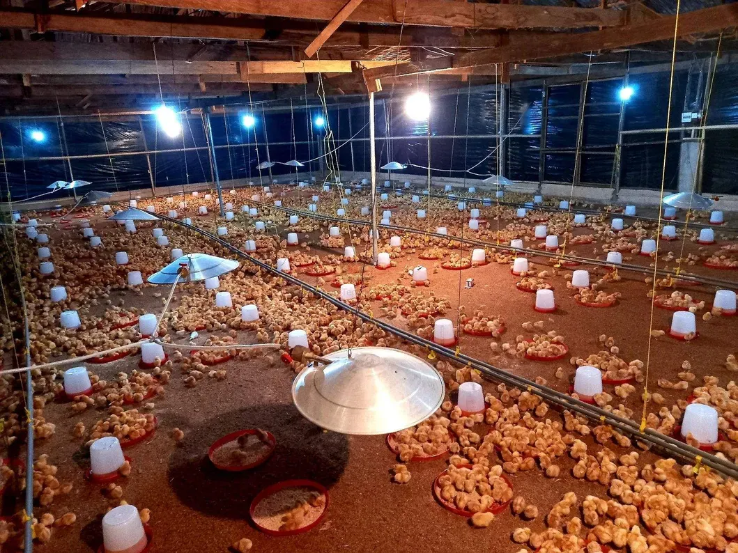 Plastic Direct Factory Supply Broiler Chicken Egg Chicken Waterer for Poultry Farm