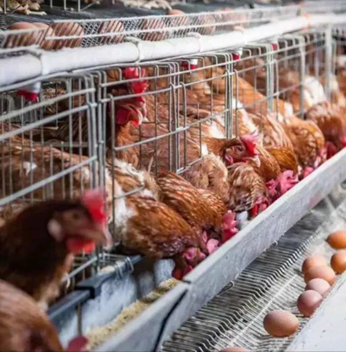 360 Degree Water Outlet Automatic Nipple Drinkers for Chickens/Broilers
