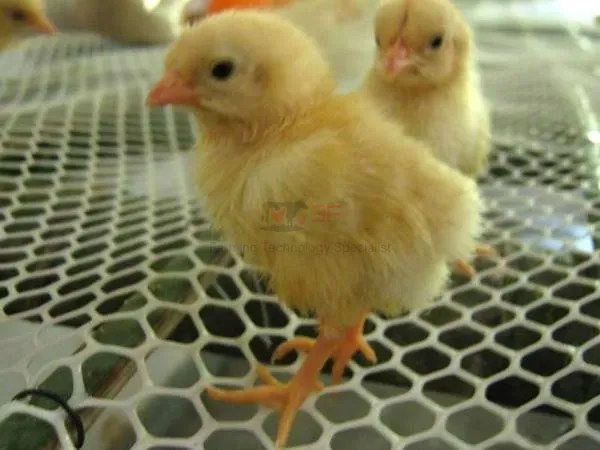 Plastic Chicken Net Poultry Farm Net Chicken Wire Fence Mesh