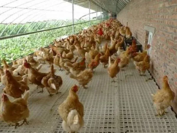 Plastic Chicken Net Poultry Farm Net Chicken Wire Fence Mesh