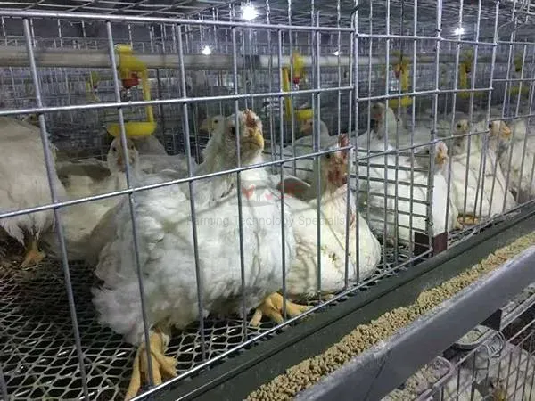 Plastic Chicken Net Poultry Farm Net Chicken Wire Fence Mesh